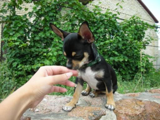 Настя Динеева