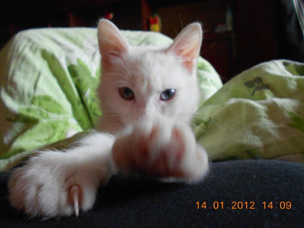 Максим Никифоров