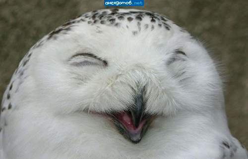 Елена Голубева