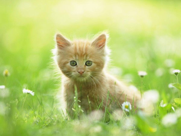 Улбосын Сартаева