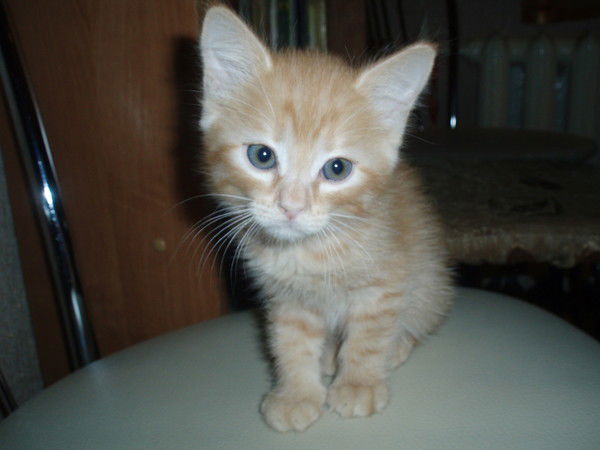 Галина Максимова