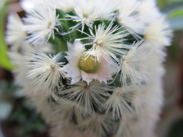 Елена Гайченя