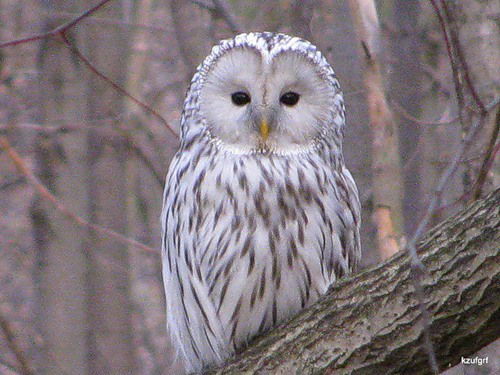 Олеся Лазаренко