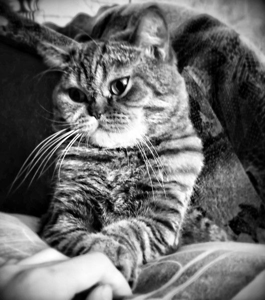 Елена Власова