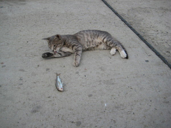 Елена Яхина