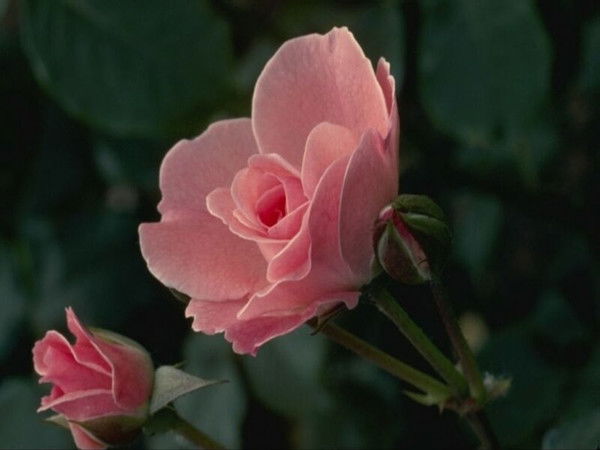 Полина Михайловская