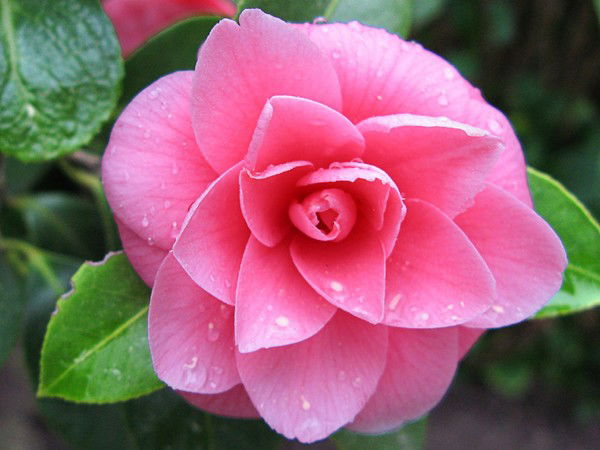 Саратов Мнц Стильный