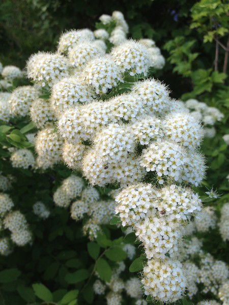 Валерия Валерия