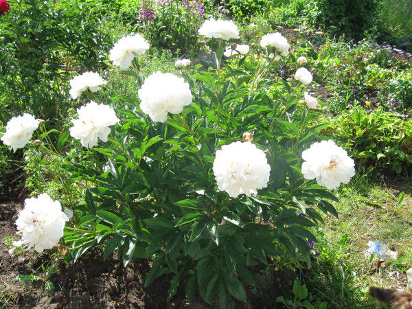 Галина Коновалова