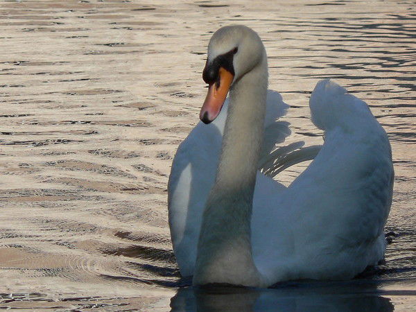 Валентина Тодышева