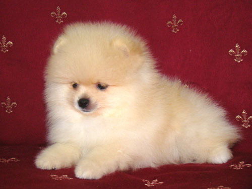 Алиса Цуканова