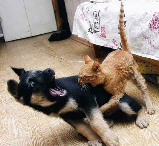 Нина Бреднева