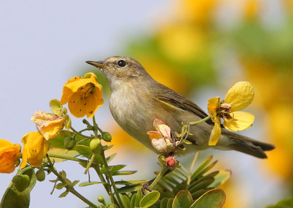 Ирина Яськова