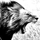 Евгений Таужнянский