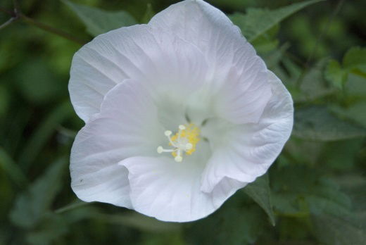 Нургуль Базарова