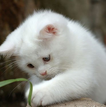 Анфиса Анфиса