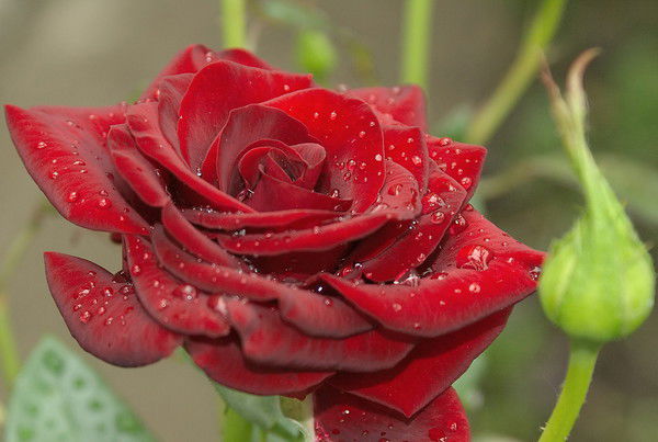 Роза Мизгирева