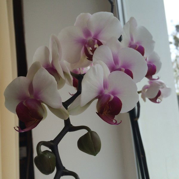 Людмила Гончарова