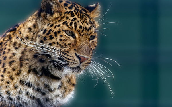 Александр Николаевич