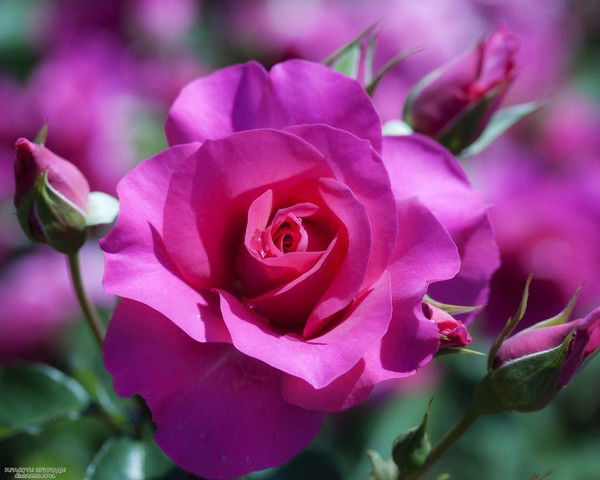 Найля Агзямова