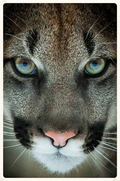 Елена Гашкова