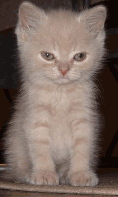 Дубовая Евгения