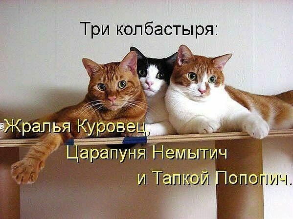 ****рыжий Котэ****