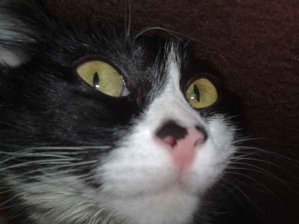 Антонида Шемет