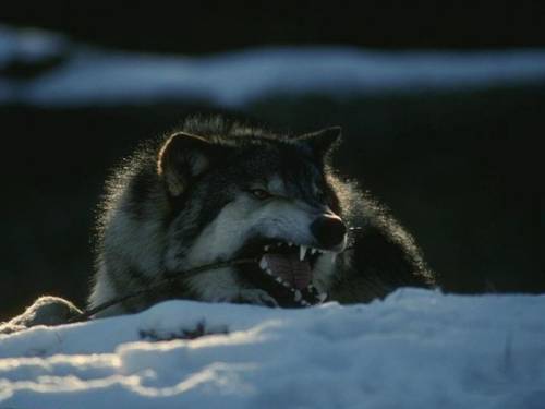 Юрий Коскинен