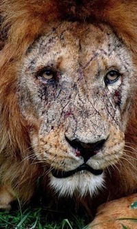 Игорь Карелин