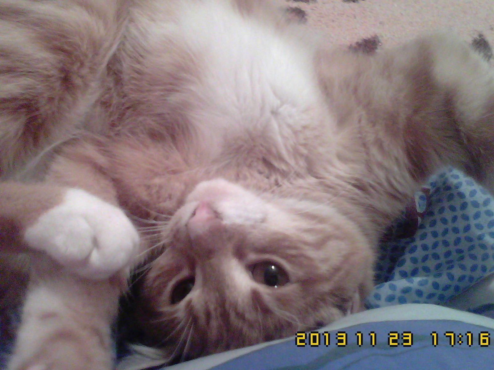 Анна Захарова