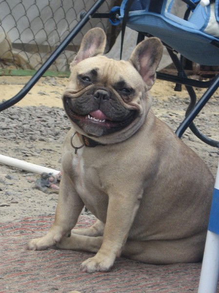 Яна Колесник