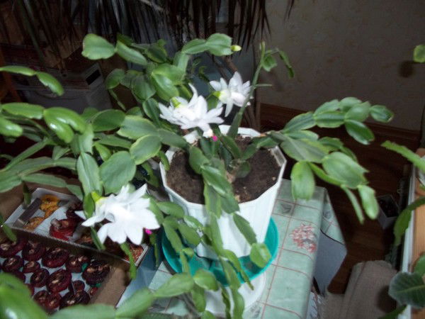 Анатолий Улитин