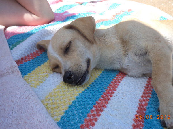 Сергей Гоголев