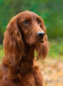 Михаил Шмидт