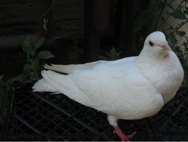 Мария Баранович