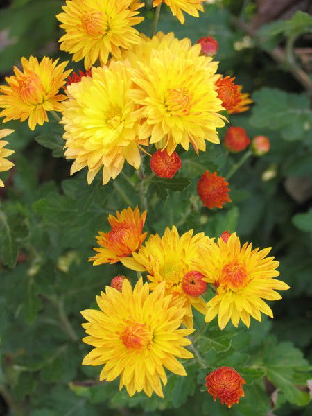 Анна Тиликина