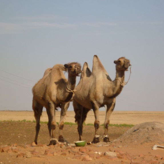 Игорь Николаевич Хоботилин