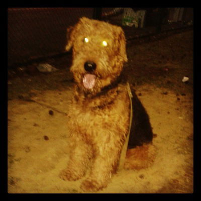 Юнона Францева