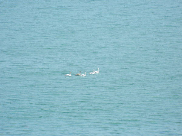 Игорь Мазыленко