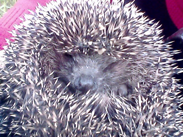 Святослав Прохоров