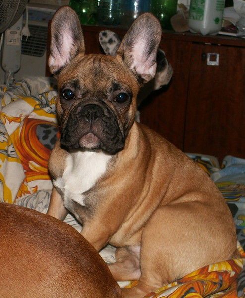 Юлия Черлина