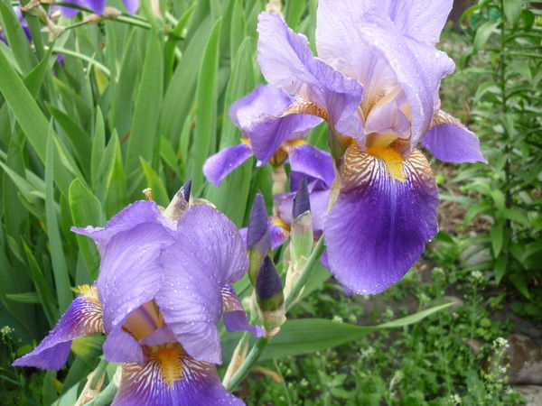 Пётр Гермаш