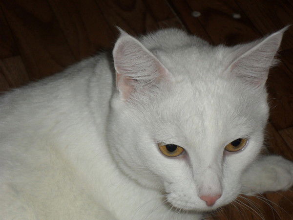 Елена Бахтинова