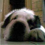 Максим Шуралев