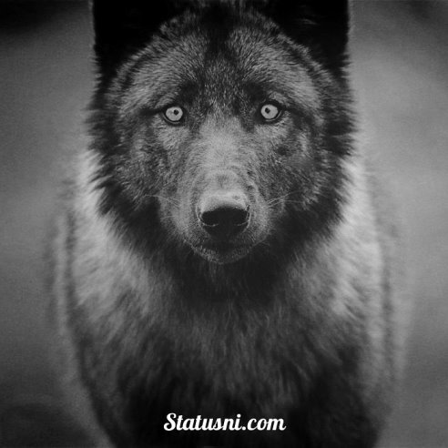 Никита Стежко