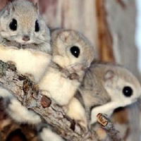 Дашуля Разуваева