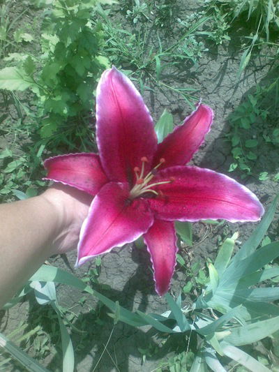 Светлана Немазенко