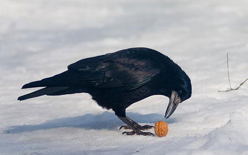 Елена Птицына