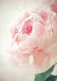 Ольга Шнуркова